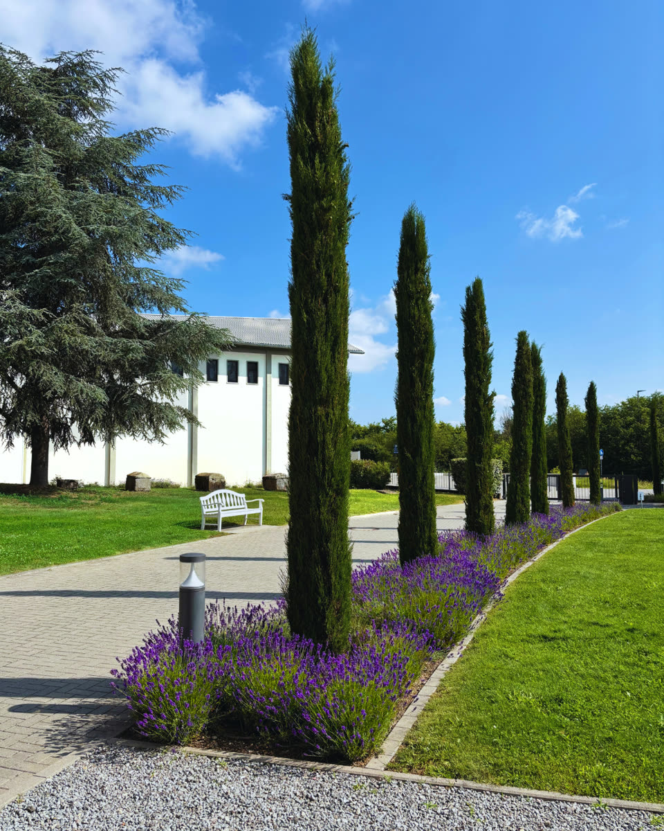 Zypressen und Lavendel in der Parkanlage